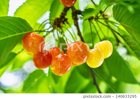 Ripe red cherries: "Sato Nishiki cherry picking" in Tendo City, Yamagata Prefecture Ripe red cherries: "Sato Nishiki cherry picking" in Tendo City, Yamagata Prefecture 140633295