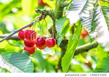 Ripe red cherries: "Sato Nishiki cherry picking" in Tendo City, Yamagata Prefecture Ripe red cherries: "Sato Nishiki cherry picking" in Tendo City, Yamagata Prefecture 140633309