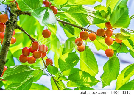成熟的紅櫻桃:山形縣天童市的“佐藤錦採摘櫻桃” 成熟的紅櫻桃:山形縣天童市的“佐藤錦採摘櫻桃” 140633312