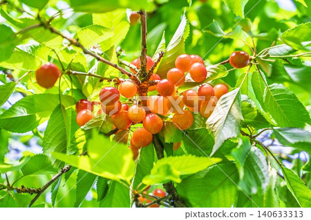 Ripe red cherries: "Sato Nishiki cherry picking" in Tendo City, Yamagata Prefecture Ripe red cherries: "Sato Nishiki cherry picking" in Tendo City, Yamagata Prefecture 140633313