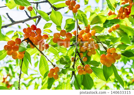 Ripe red cherries: "Sato Nishiki cherry picking" in Tendo City, Yamagata Prefecture 140633315