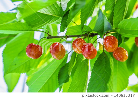 Ripe red cherries: "Sato Nishiki cherry picking" in Tendo City, Yamagata Prefecture Ripe red cherries: "Sato Nishiki cherry picking" in Tendo City, Yamagata Prefecture 140633317