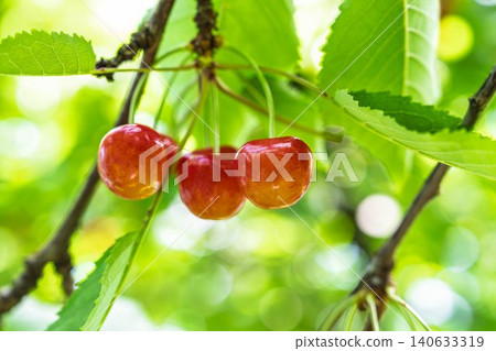Ripe red cherries: "Sato Nishiki cherry picking" in Tendo City, Yamagata Prefecture Ripe red cherries: "Sato Nishiki cherry picking" in Tendo City, Yamagata Prefecture 140633319