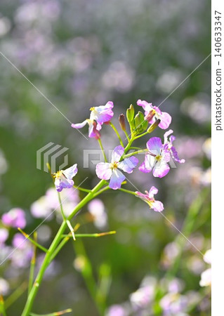 Radish flowers blooming in the Unohama hot spring resort area (Joetsu City, Niigata Prefecture) 140633347