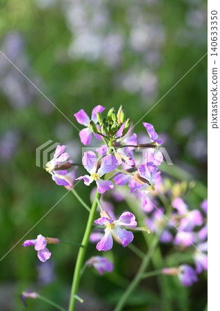 Radish flowers blooming in the Unohama hot spring resort area (Joetsu City, Niigata Prefecture) Radish flowers blooming in the Unohama hot spring resort area (Joetsu City, Niigata Prefecture) 140633350