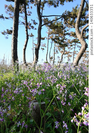 Radish flowers blooming in the Unohama hot spring resort area (Joetsu City, Niigata Prefecture) Radish flowers blooming in the Unohama hot spring resort area (Joetsu City, Niigata Prefecture) 140633351