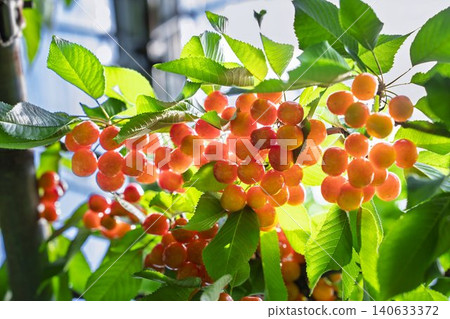 成熟的紅櫻桃:山形縣天童市的“佐藤錦採摘櫻桃” 成熟的紅櫻桃:山形縣天童市的“佐藤錦採摘櫻桃” 140633372