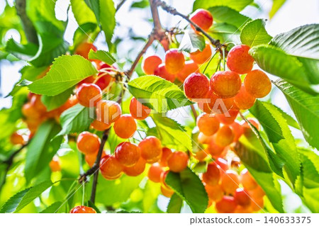 Ripe red cherries: "Sato Nishiki cherry picking" in Tendo City, Yamagata Prefecture 140633375