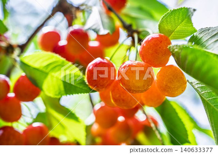 成熟的紅櫻桃:山形縣天童市的“佐藤錦採摘櫻桃” 成熟的紅櫻桃:山形縣天童市的“佐藤錦採摘櫻桃” 140633377