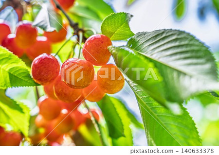 成熟的紅櫻桃:山形縣天童市的“佐藤錦採摘櫻桃” 成熟的紅櫻桃:山形縣天童市的“佐藤錦採摘櫻桃” 140633378