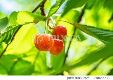 成熟的紅櫻桃:山形縣天童市的“佐藤錦採摘櫻桃” 成熟的紅櫻桃:山形縣天童市的“佐藤錦採摘櫻桃” 140633379
