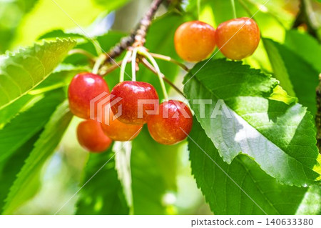 Ripe red cherries: "Sato Nishiki cherry picking" in Tendo City, Yamagata Prefecture Ripe red cherries: "Sato Nishiki cherry picking" in Tendo City, Yamagata Prefecture 140633380