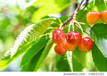成熟的紅櫻桃:山形縣天童市的“佐藤錦採摘櫻桃” 成熟的紅櫻桃:山形縣天童市的“佐藤錦採摘櫻桃” 140633381