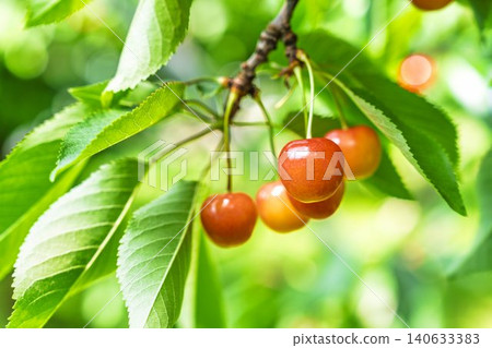 Ripe red cherries: "Sato Nishiki cherry picking" in Tendo City, Yamagata Prefecture 140633383