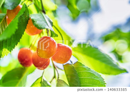 Ripe red cherries: "Sato Nishiki cherry picking" in Tendo City, Yamagata Prefecture Ripe red cherries: "Sato Nishiki cherry picking" in Tendo City, Yamagata Prefecture 140633385