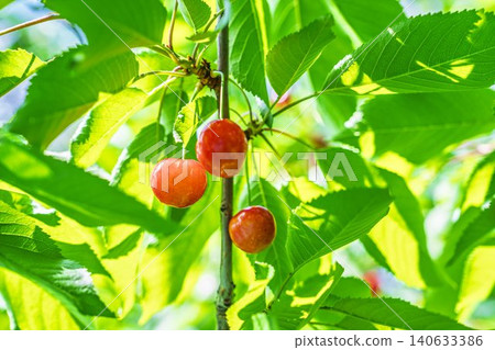 Ripe red cherries: "Sato Nishiki cherry picking" in Tendo City, Yamagata Prefecture 140633386