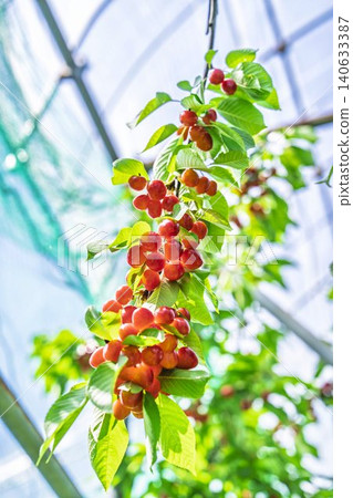 Ripe red cherries: "Sato Nishiki cherry picking" in Tendo City, Yamagata Prefecture 140633387