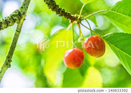 Ripe red cherries: "Sato Nishiki cherry picking" in Tendo City, Yamagata Prefecture 140633392
