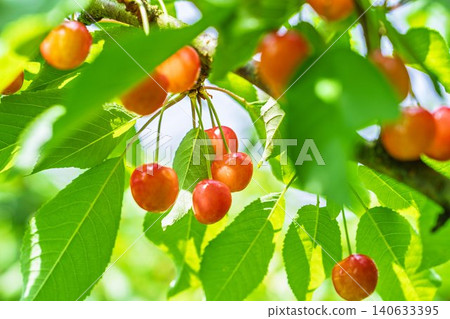 Ripe red cherries: "Sato Nishiki cherry picking" in Tendo City, Yamagata Prefecture 140633395