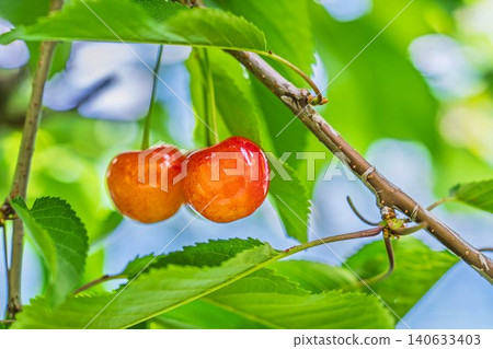 Ripe red cherries: "Sato Nishiki cherry picking" in Tendo City, Yamagata Prefecture Ripe red cherries: "Sato Nishiki cherry picking" in Tendo City, Yamagata Prefecture 140633403