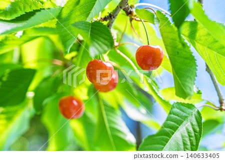 Ripe red cherries: "Sato Nishiki cherry picking" in Tendo City, Yamagata Prefecture Ripe red cherries: "Sato Nishiki cherry picking" in Tendo City, Yamagata Prefecture 140633405