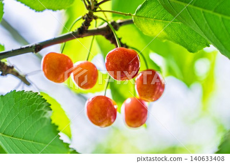 Ripe red cherries: "Sato Nishiki cherry picking" in Tendo City, Yamagata Prefecture 140633408