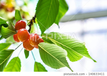 Ripe red cherries: "Sato Nishiki cherry picking" in Tendo City, Yamagata Prefecture 140633411