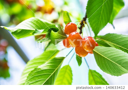 Ripe red cherries: "Sato Nishiki cherry picking" in Tendo City, Yamagata Prefecture 140633412