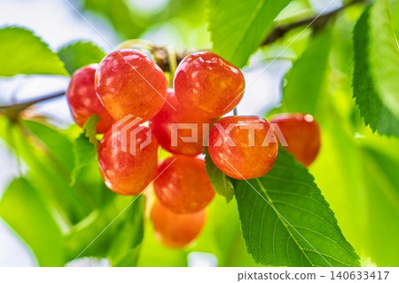 成熟的紅櫻桃:山形縣天童市的“佐藤錦採摘櫻桃” 成熟的紅櫻桃:山形縣天童市的“佐藤錦採摘櫻桃” 140633417