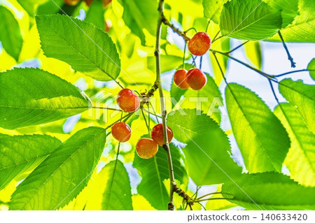 成熟的紅櫻桃:山形縣天童市的“佐藤錦採摘櫻桃” 成熟的紅櫻桃:山形縣天童市的“佐藤錦採摘櫻桃” 140633420