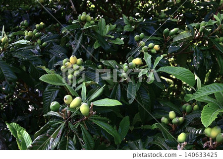 Fruit of loquat Fruit of loquat 140633425