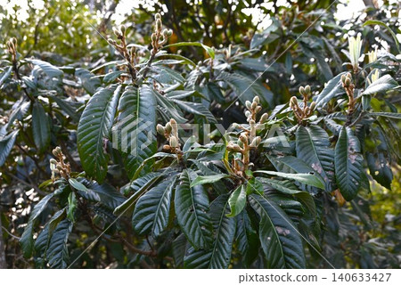 Fruit of loquat Fruit of loquat 140633427