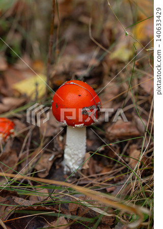 Wild Forest Mushrooms Red Fly Agaric growing on the forest floor among moss fallen leaves and natural woodland vegetation. Concept of exploration discovery outdoor autumn Wild Forest Mushrooms Red Fly Agaric growing on the forest floor among moss fallen leaves and natural woodland vegetation. Concept of exploration discovery outdoor autumn 140633429