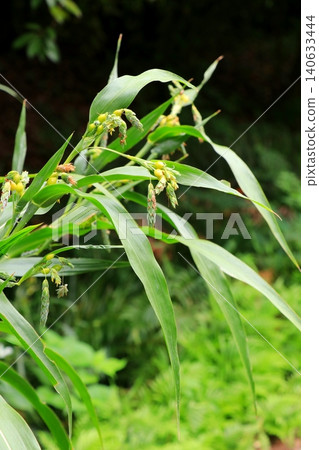 已經開始成熟的薏苡仁 已經開始成熟的薏苡仁 140633444
