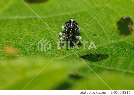 A weevil perched on a leaf A weevil perched on a leaf 140633515