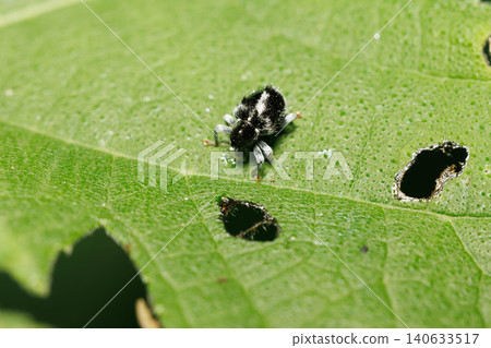 A weevil perched on a leaf A weevil perched on a leaf 140633517