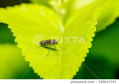 Fungus gnats on leaves Fungus gnats on leaves 140633545