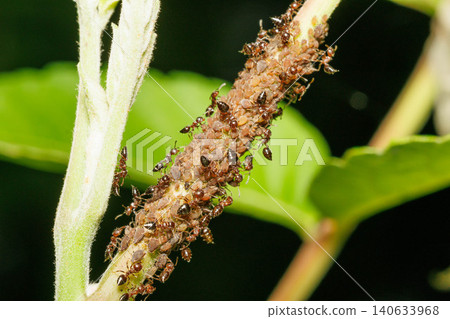 A group of ants collecting honeydew secreted by aphids. A group of ants collecting honeydew secreted by aphids. 140633968