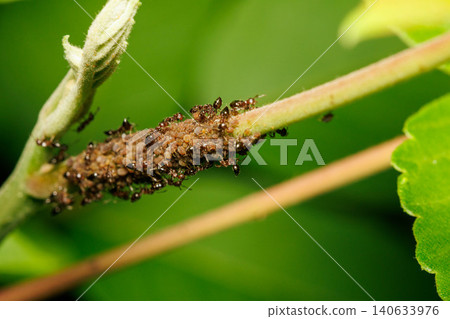 A group of ants collecting honeydew secreted by aphids. A group of ants collecting honeydew secreted by aphids. 140633976