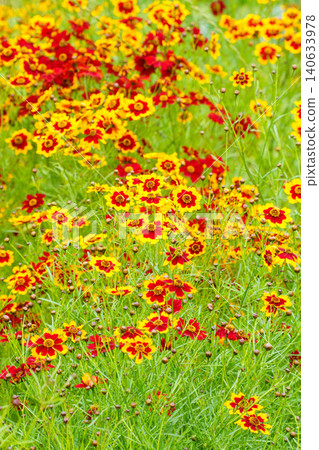 色彩鮮豔的金雞菊花 色彩鮮豔的金雞菊花 140633978