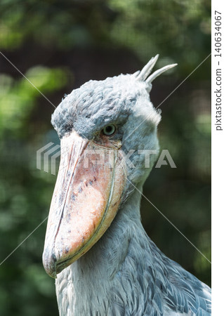 Shoebill with sharp eyes Shoebill with sharp eyes 140634067