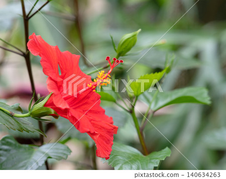 Hibiscus flowers Hibiscus flowers 140634263