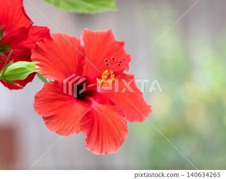 Hibiscus flowers Hibiscus flowers 140634265