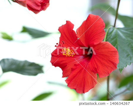 Hibiscus flowers Hibiscus flowers 140634267