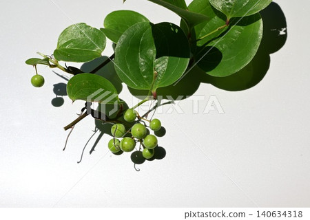 Smilax china (also known as monkey-catching thorn) - rhizome used medicinally, young leaves edible. Smilax china (also known as monkey-catching thorn) - rhizome used medicinally, young leaves edible. 140634318