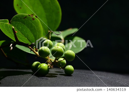 Smilax china (also known as monkey-catching thorn) - rhizome used medicinally, young leaves edible. Smilax china (also known as monkey-catching thorn) - rhizome used medicinally, young leaves edible. 140634319