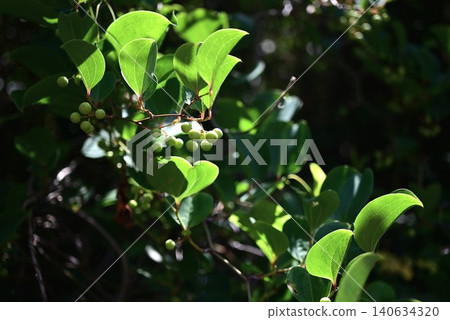 Smilax china (also known as monkey-catching thorn) - rhizome used medicinally, young leaves edible. Smilax china (also known as monkey-catching thorn) - rhizome used medicinally, young leaves edible. 140634320