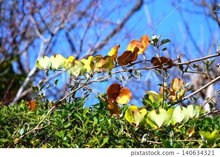 Smilax china (also known as monkey-catching thorn) - rhizome used medicinally, young leaves edible. Smilax china (also known as monkey-catching thorn) - rhizome used medicinally, young leaves edible. 140634321