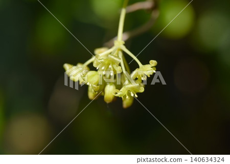 Smilax china (also known as monkey-catching thorn) - rhizome used medicinally, young leaves edible. Smilax china (also known as monkey-catching thorn) - rhizome used medicinally, young leaves edible. 140634324