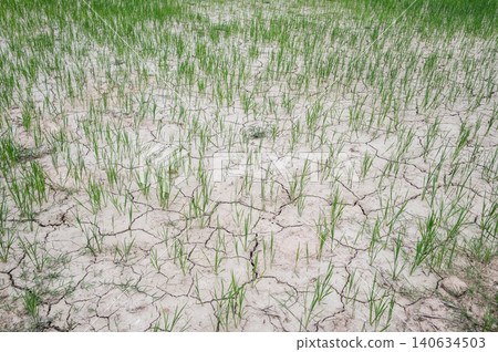 Cracked soil surface of agriculture field in rural Thailand. 140634503